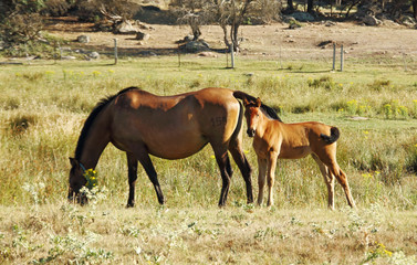 Fototapeta premium Wild horses