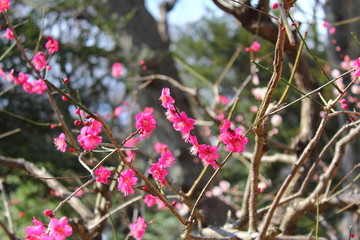 plum / Plum Festival at Koishikawa Korakuen in February