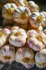 Fresh french violet and rose garlic from Provence, France