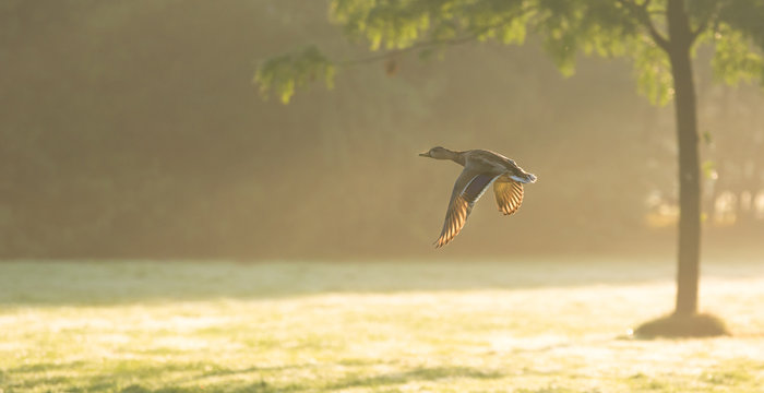 Eine fliegende Ente im Sonnenaufgang