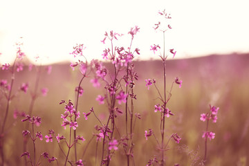 Obraz na płótnie Canvas Pink wildflowers at sunset, soft focus
