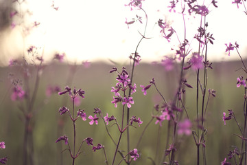 Pink wildflowers at sunset, soft focus