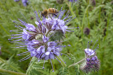 Phacelia tanacetifolia