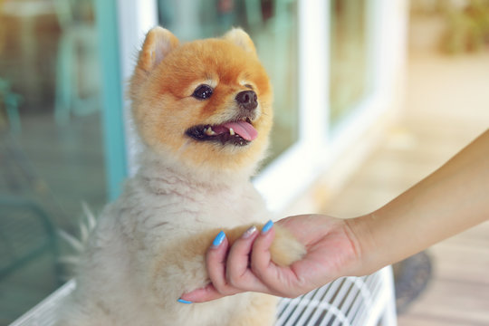 Woman Owner Give Shake Hand With Small Pomeranian Dog Cute Pets Friendly