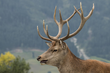 Red Deer