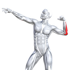 Conceptual 3D illustration chest fit strong human anatomy or anatomical and gym muscle isolated, white background for body health with tendons, abs, biological, fitness medical muscular system