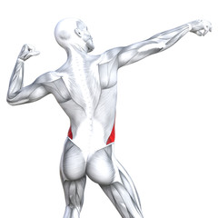 Conceptual 3D illustration back fit strong human anatomy or anatomical and gym muscle isolated, white background for body health with biological tendons, spine, fitness medical muscular system