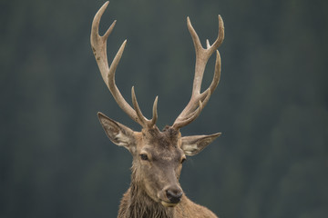 Obraz premium Red Deer