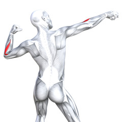 Fototapeta na wymiar Conceptual 3D illustration back fit strong human anatomy or anatomical and gym muscle isolated, white background for body health with biological tendons, spine, fitness medical muscular system