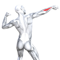 Conceptual 3D illustration back fit strong human anatomy or anatomical and gym muscle isolated, white background for body health with biological tendons, spine, fitness medical muscular system