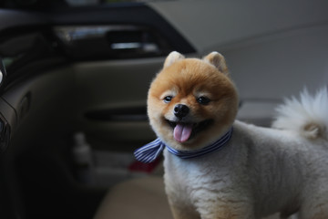 pomeranian dog cute pet in vehicle car travel road trip