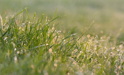 Eine feuchte Wiese kurz nach dem Sonnenaufgang