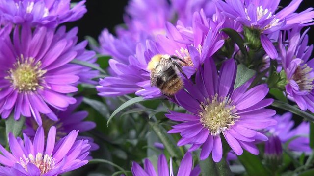 bumble bee on aster in autumn 