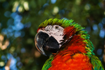 parrot ara likes to be photographed © OLEKSII