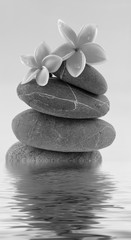 fleurs de frangipanier sur galets superposés avec reflets, noir et blanc