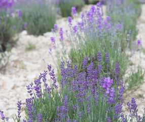 Naklejka premium Evening light over a summer lavender field. Lavender bushes closeup on sunset. Purple flowers of lavender. Provence region of france.
