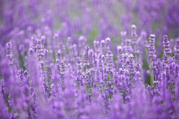Lavender bushes closeup on evening. Evening light over purple flowers of lavender. Violet bushes at the center of picture. Provence region of france.