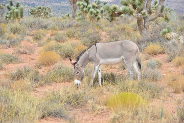 Wild Burro in the Desert of Nevada, USA.