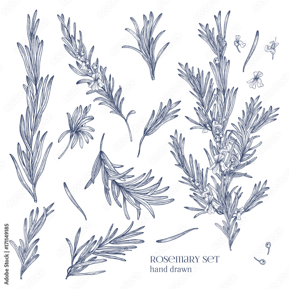 Poster collection of monochrome drawings of rosemary plants with flowers isolated on white background. frag