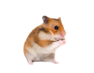 Cute Syrian hamster sitting on its hind legs in a funny pose (isolated on white)