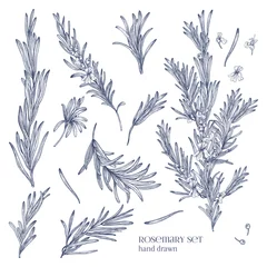 Foto op Plexiglas Collection of monochrome drawings of rosemary plants with flowers isolated on white background. Fragrant herb hand drawn in retro style. View from different angles. Botanical vector illustration. © Good Studio