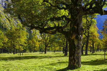 Fototapeta premium Grosser Ahornboden, Tirol, Austria