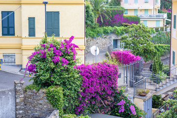 Fototapeta na wymiar Daylight view to purple flowers and city road in Santa Margherita Ligure, Italy.