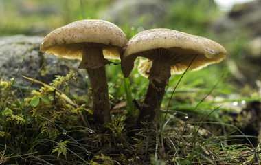 Two mushrooms