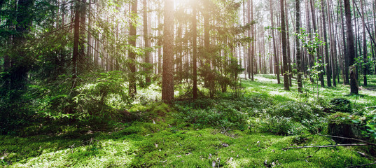 Wild trees in forest