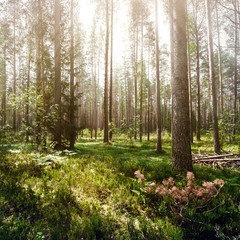 Wild trees in forest
