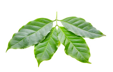 Coffee leaf on a white background