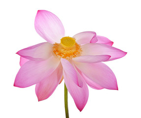 Lotus flower isolated on white background