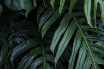 Obraz na płótnie Canvas Tropical green leaves on dark background, nature summer forest plant concept