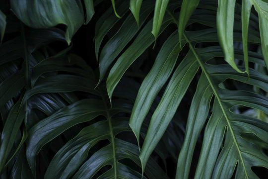 Fototapeta Tropical green leaves on dark background, nature summer forest plant concept