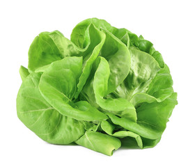 Lettuce Salad Isolated on white background