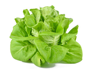 Fototapeta premium Lettuce Salad Isolated on white background