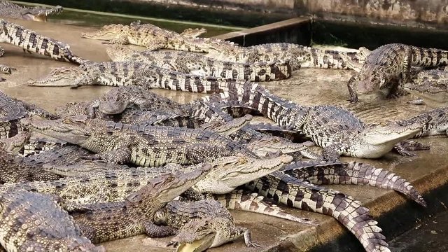 Crocodiles in concrete pools on the farm