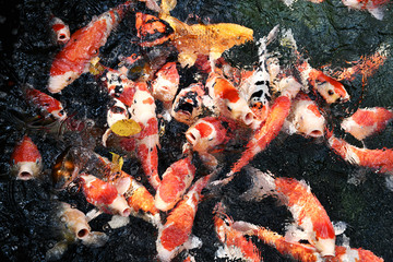 Obraz na płótnie Canvas 池の錦鯉