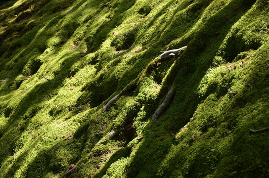 Muschio del giardino del Tempio Jojakko-ji a Kyoto