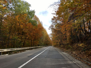 Fototapeta premium Driving through an autumn forest