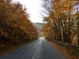 Fototapeta premium Driving through an autumn forest