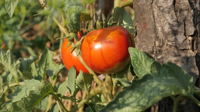 Tilting on red tomato in the garden close-up UltraHD footage - Organic fruit Solanum lycopersicum shallow DOF video 