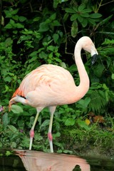 Flamingo