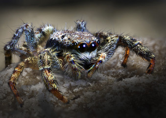 Gemeine Springspinne (Evarcha falcata) Makroaufnahme