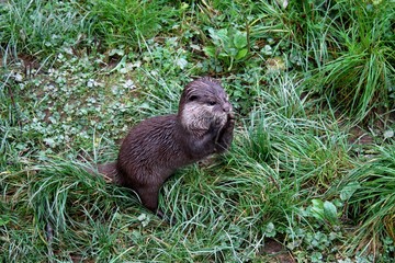 Otter