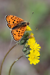 Rote Scheckenfalter (Melitaea didyma) sitzt auf gelber Blüte