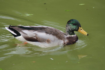 Obraz premium schwimmende Ente