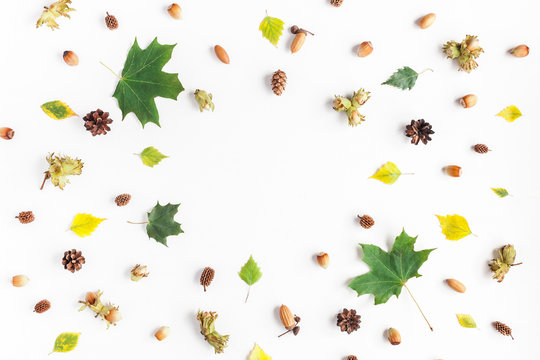 Autumn frame made of maple tree leaves, acorns, pine cones, hazelnuts on white background. Autumn, fall concept. Flat lay, top view, copy space