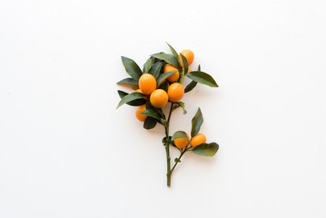 High angle view of nagami kumquats with stem and leaves on white background