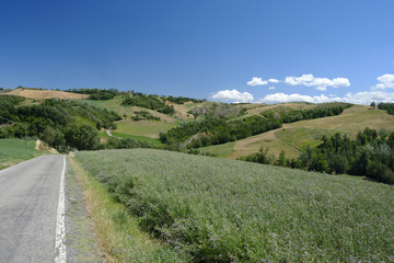Naklejka na ściany i meble Rivalta di Lesignano (Parma, Italy): summer landscape